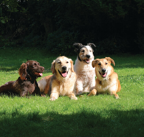 Group of dogs laying in sunlight at Wiggles Pet Resort