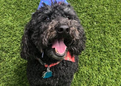 Dog with party hat at Good Mojo Dog Manor