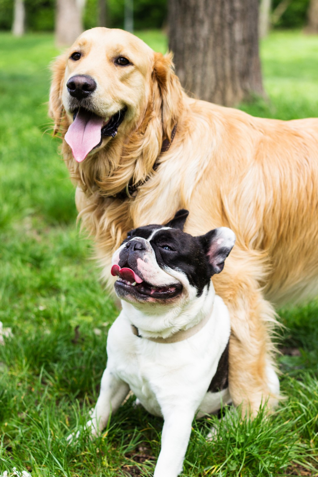 Portrait of two happy dogs in the park