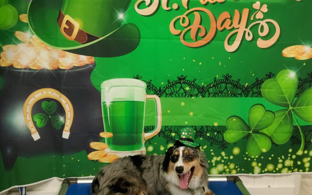 St. Pawtrick’s Day Pawty