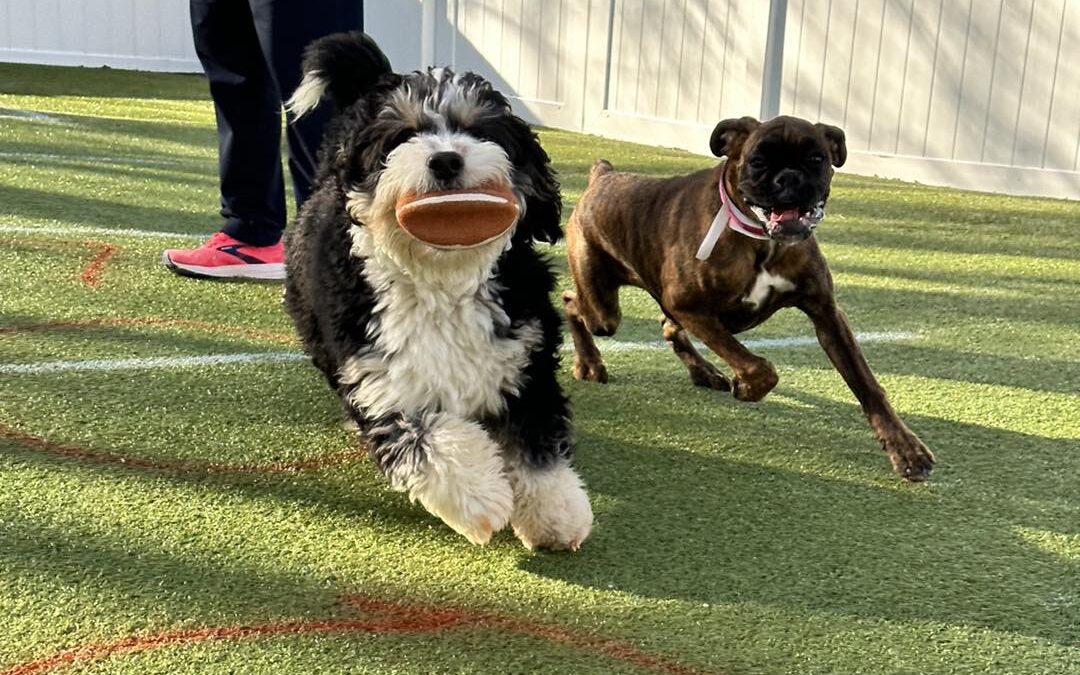 Puppy Bowl