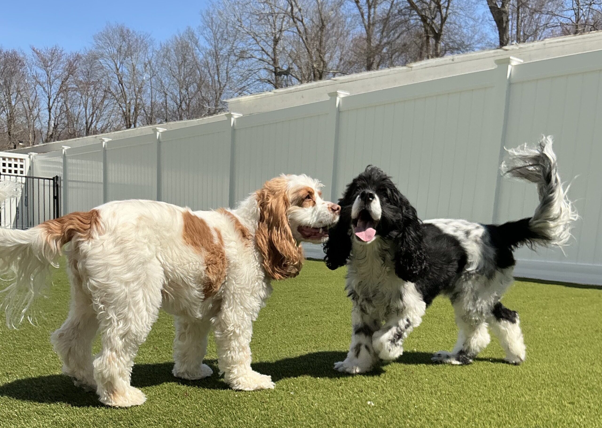 Group of dogs outside at Wiggles in Mahopac, NY