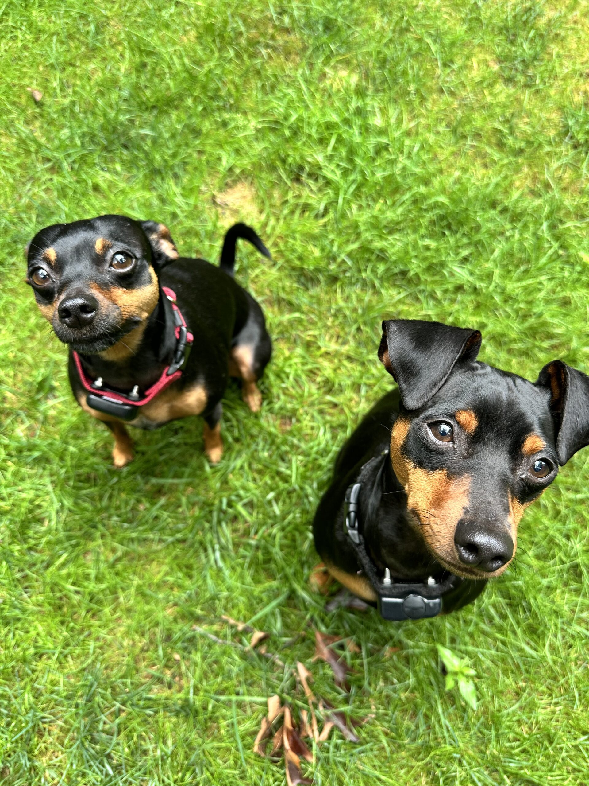 Pancino & Ellie Jean