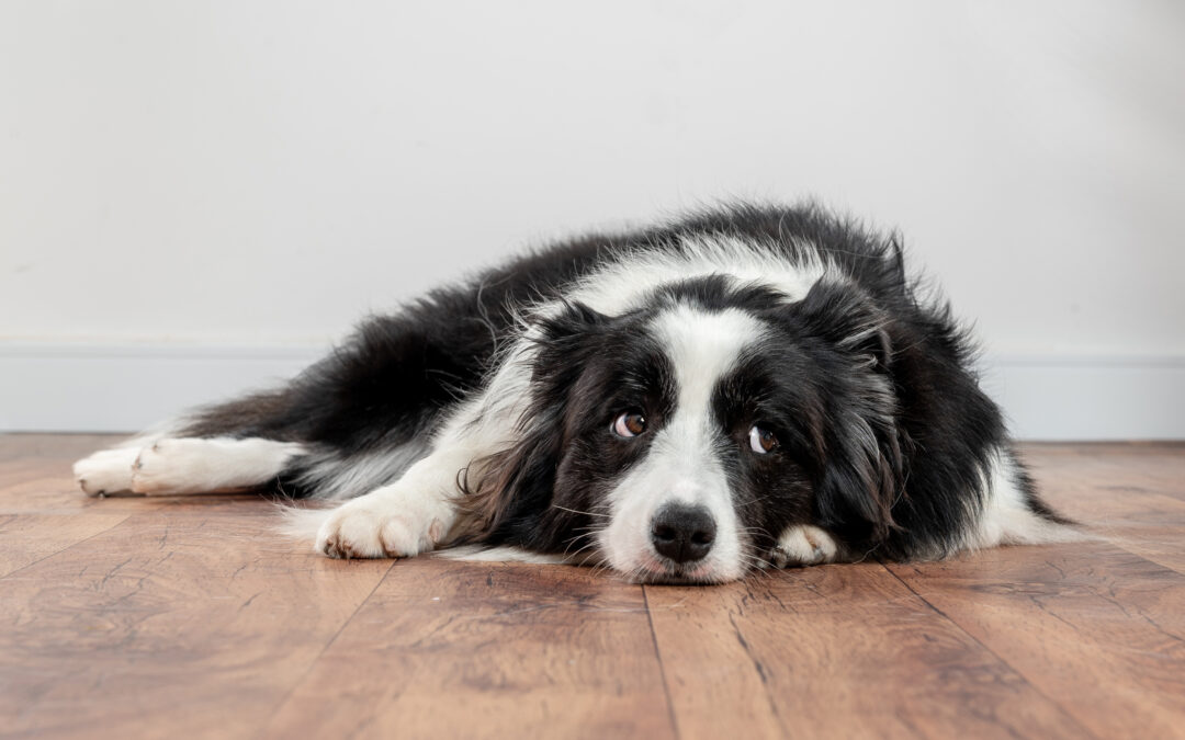 When a Pet-Sitting App Goes Wrong: Why Professional Dog Care Matters