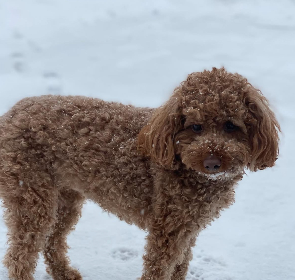 Millie