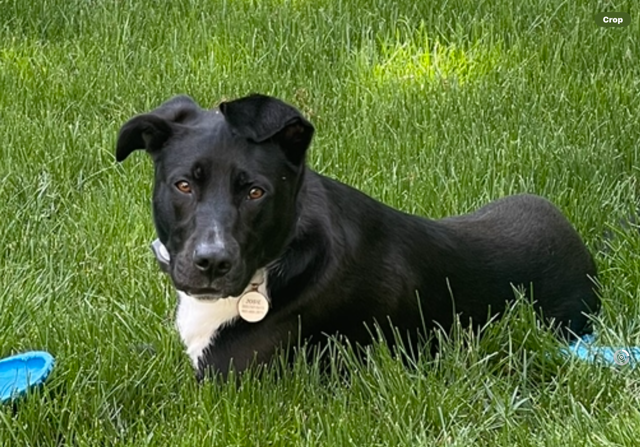 Josie