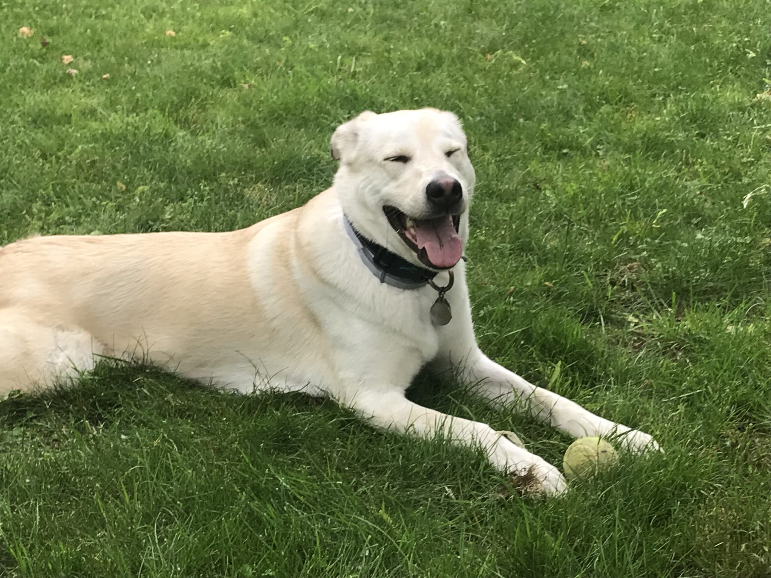 Beau