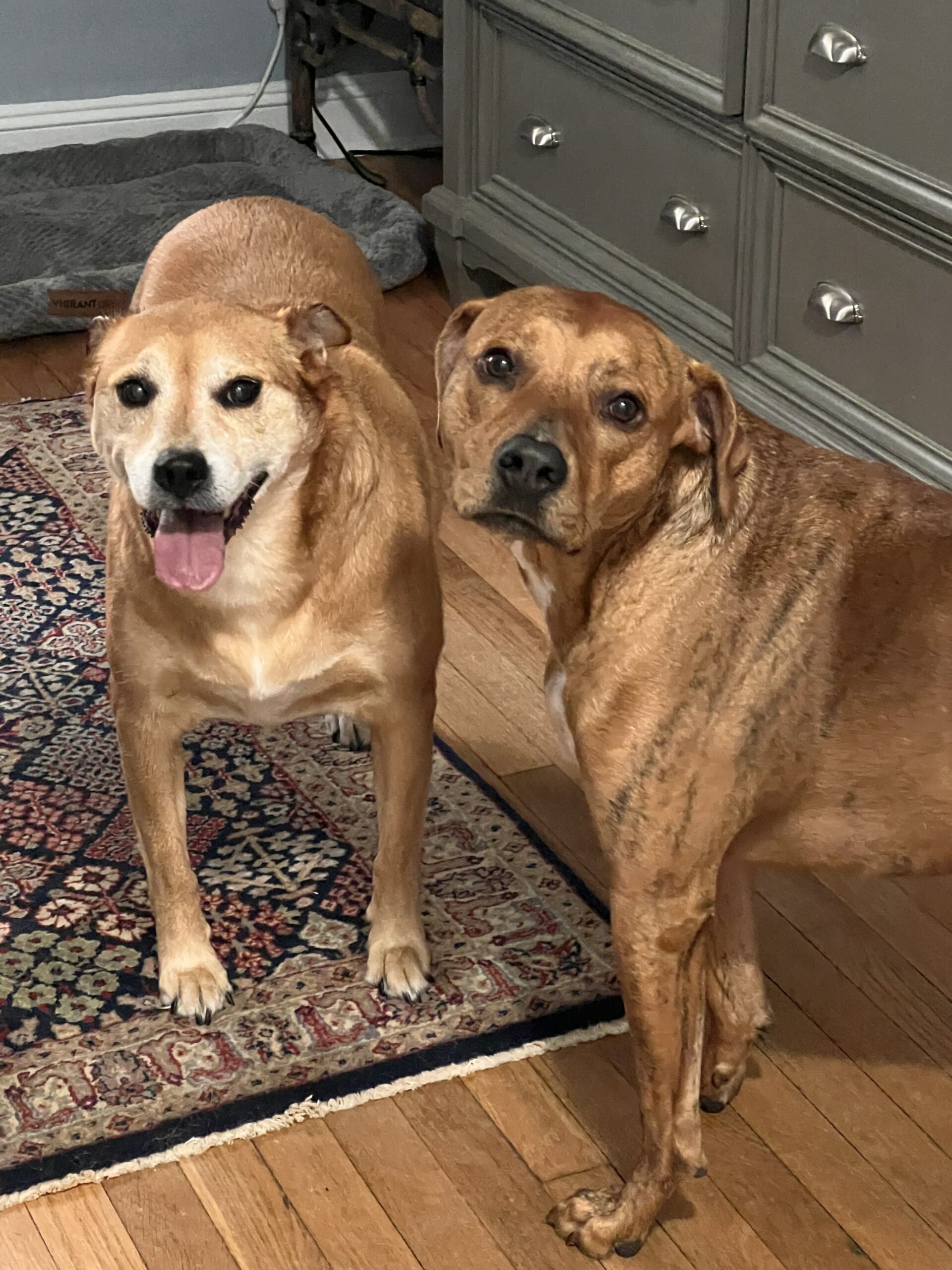 Lil & Leo