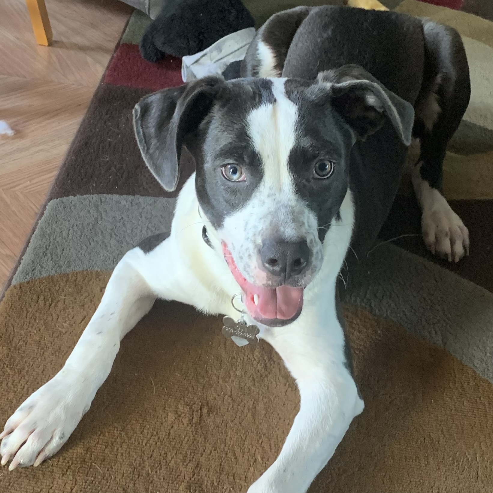 Louie