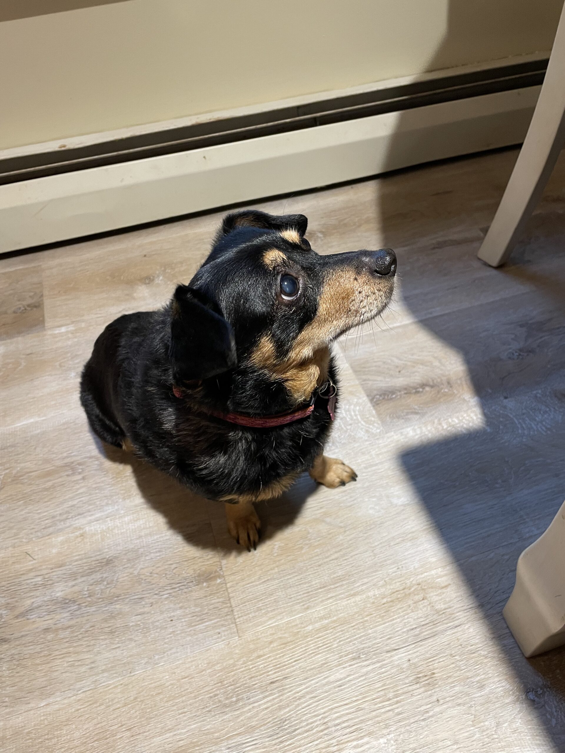 Roxie