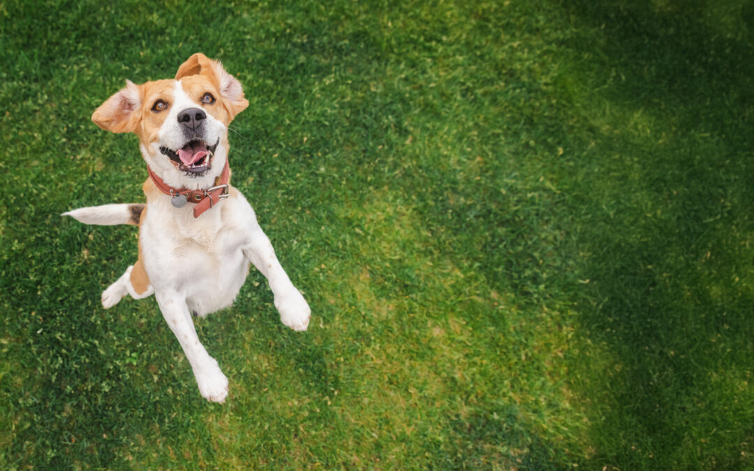 Beyond Dog Boarding: What a $5 Million Pet Resort Means for You and Your Dog