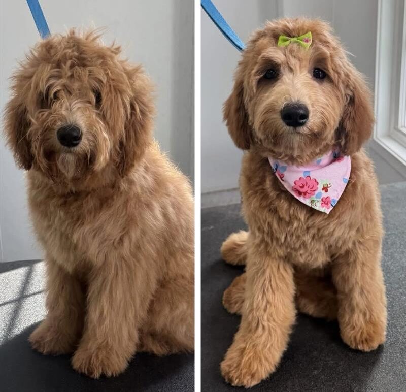 Before & after of fluffy dog getting haircut at Wiggles Pet Resort near Watertown, CT
