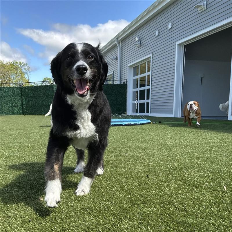 Black and white dog running outside in grass at Wiggles Pet Resort near Oxford, CT