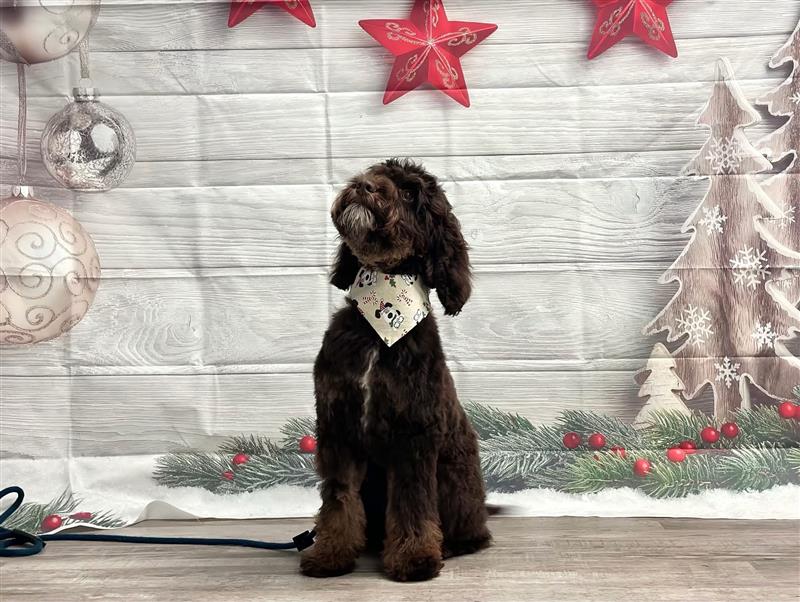 Black dog wearing bandana in front of Christmas backdrop at Wiggles Pet Resort near Southbury, CT