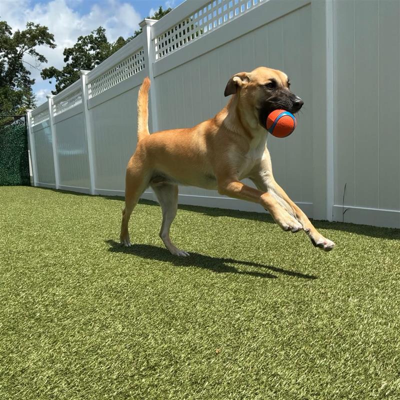 Dog running in grass with orange ball in mouth at Wiggles Pet Resort near Watertown, CT