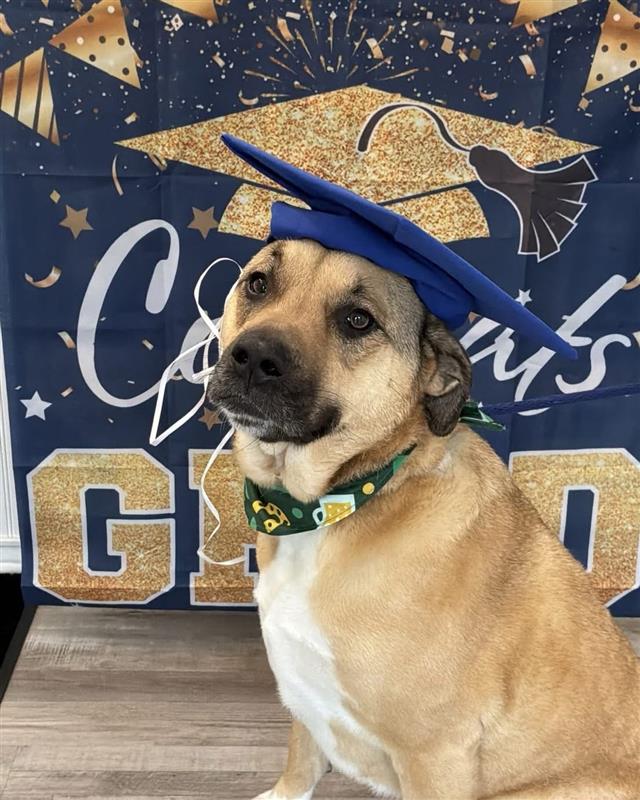 Dog sitting in front of graduation sign wearing graduation cap at Wiggles Pet Resort near Southbury, CT