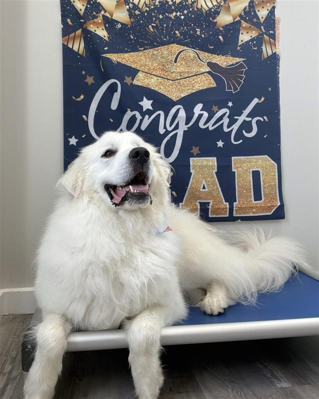 Fluffy white dog laying on cot in front of graduation sign at Wiggles Pet Resort near Oxford, CT