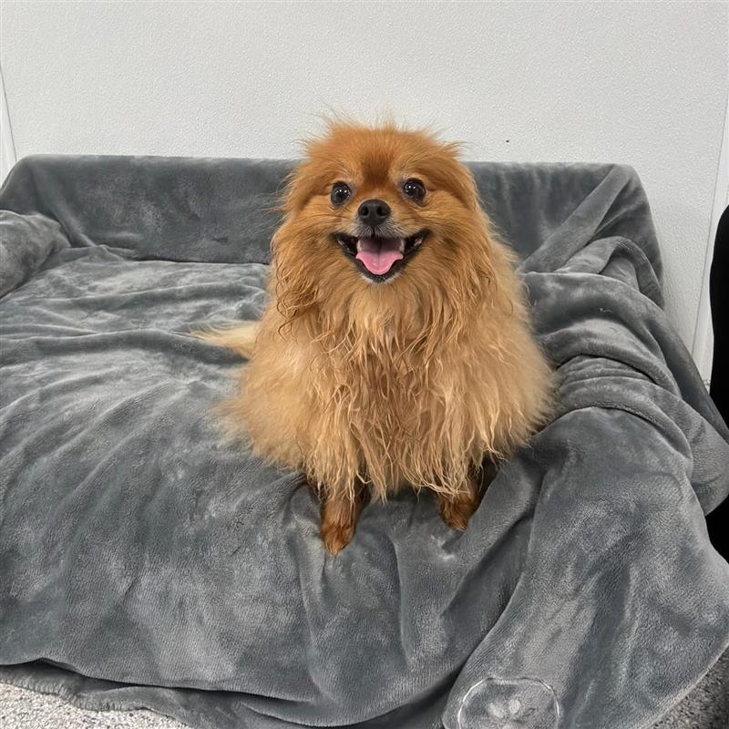 Small fluffy dog sitting on cozy dog bed and blanket at Wiggles Pet Resort near Watertown, CT