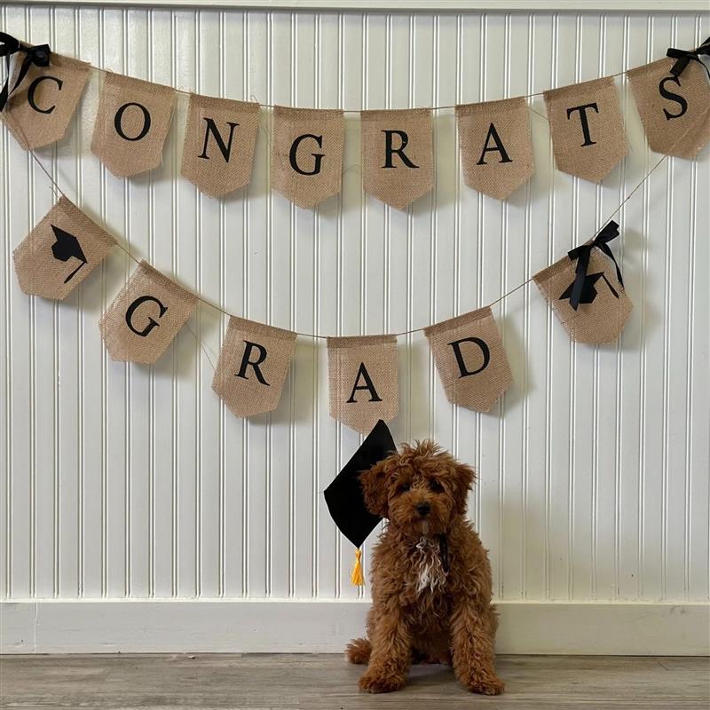 Small toy poodle wearing grad hat in front of graduation sign at Wiggles Pet Resort near Watertown, CT