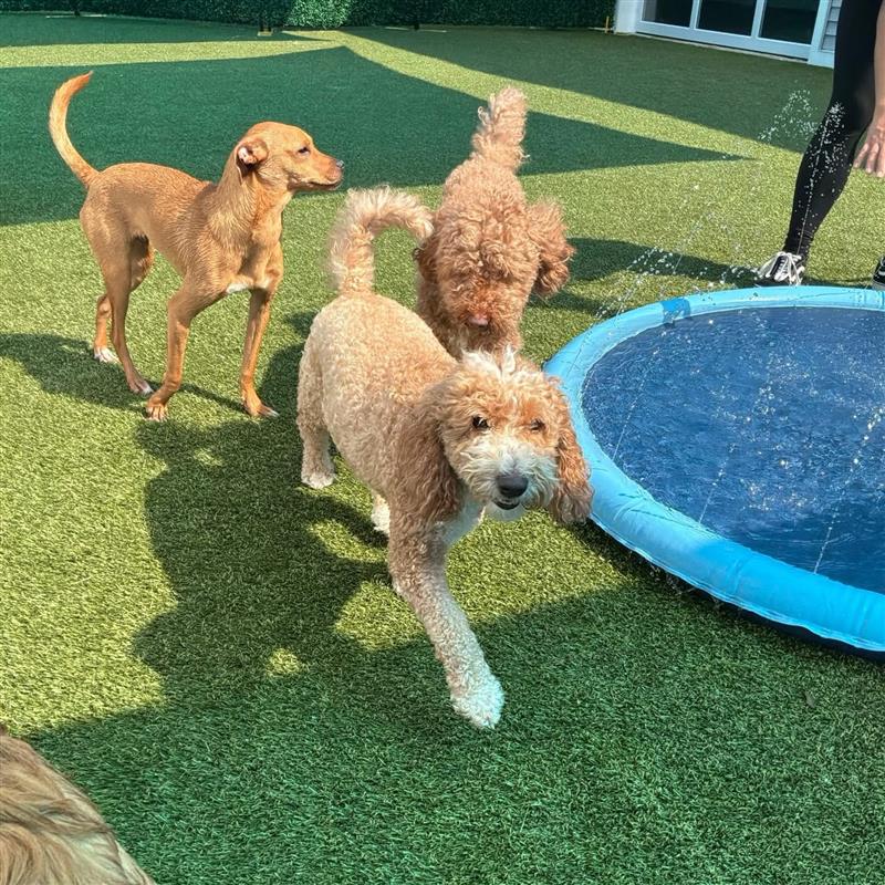 Three dogs playing outside at splash pads at Wiggles Pet Resort near Southbury, CT