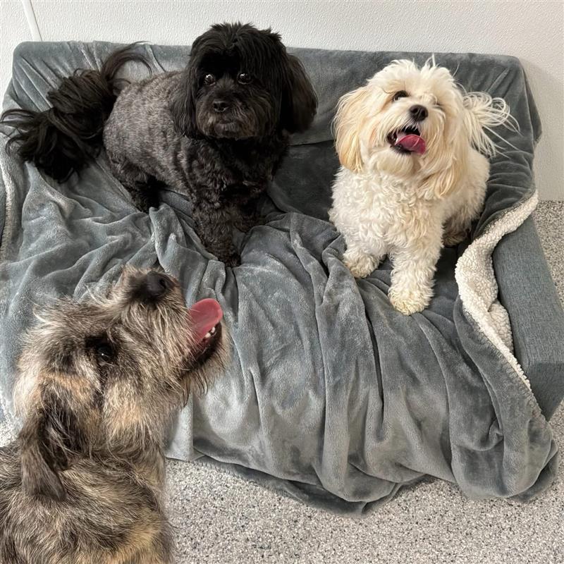 Three dogs relaxing on cozy dog bed with blanket at Wiggles Pet Resort near Southbury, CT