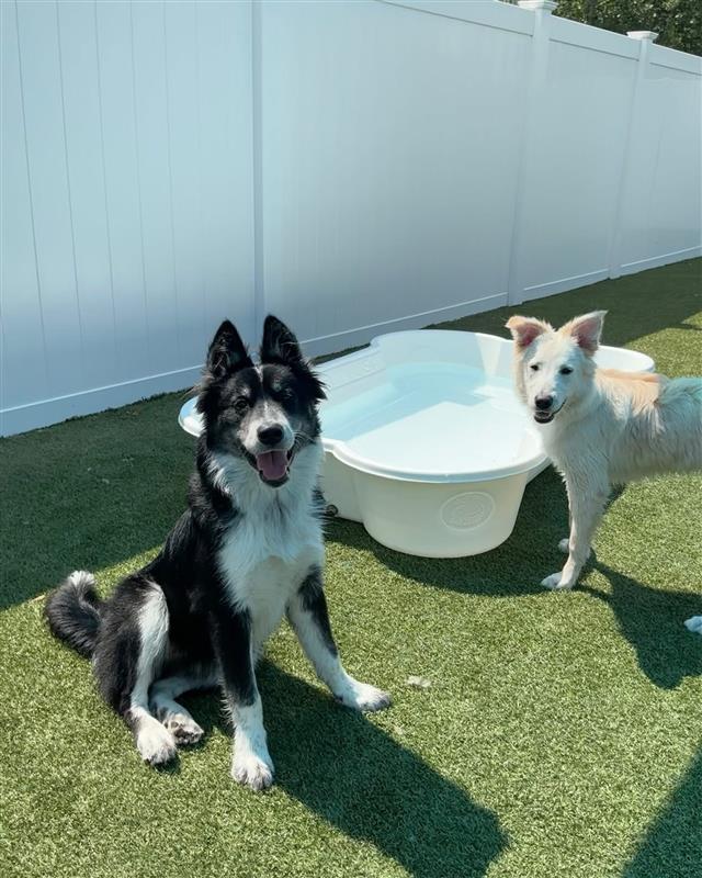 Two dogs sitting outside at dog pool at Wiggles Pet Resort near Oxford, CT