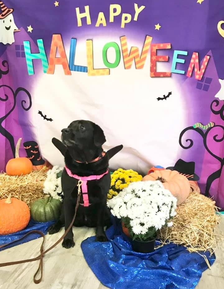Black lab in vampire costume at Wiggles Pet Resort