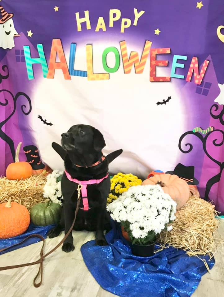 Black lab in vampire costume at Wiggles Pet Resort