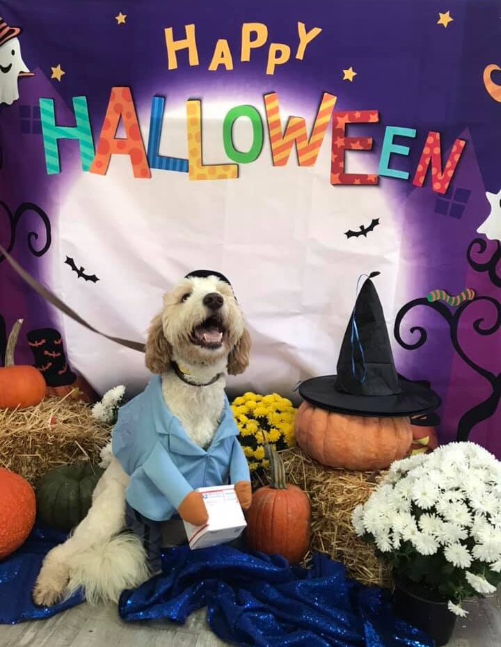 Dog in mailman costume at Wiggles Pet Resort