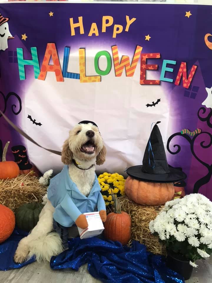 Dog in mailman costume at Wiggles Pet Resort