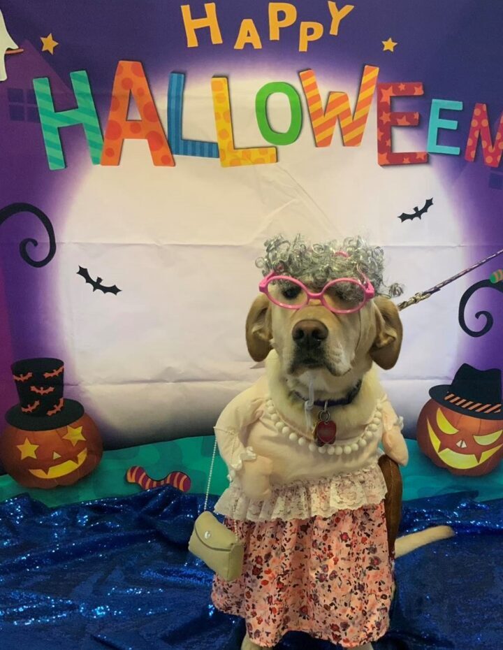 Yellow lab in old woman costume at Wiggles Pet Resort