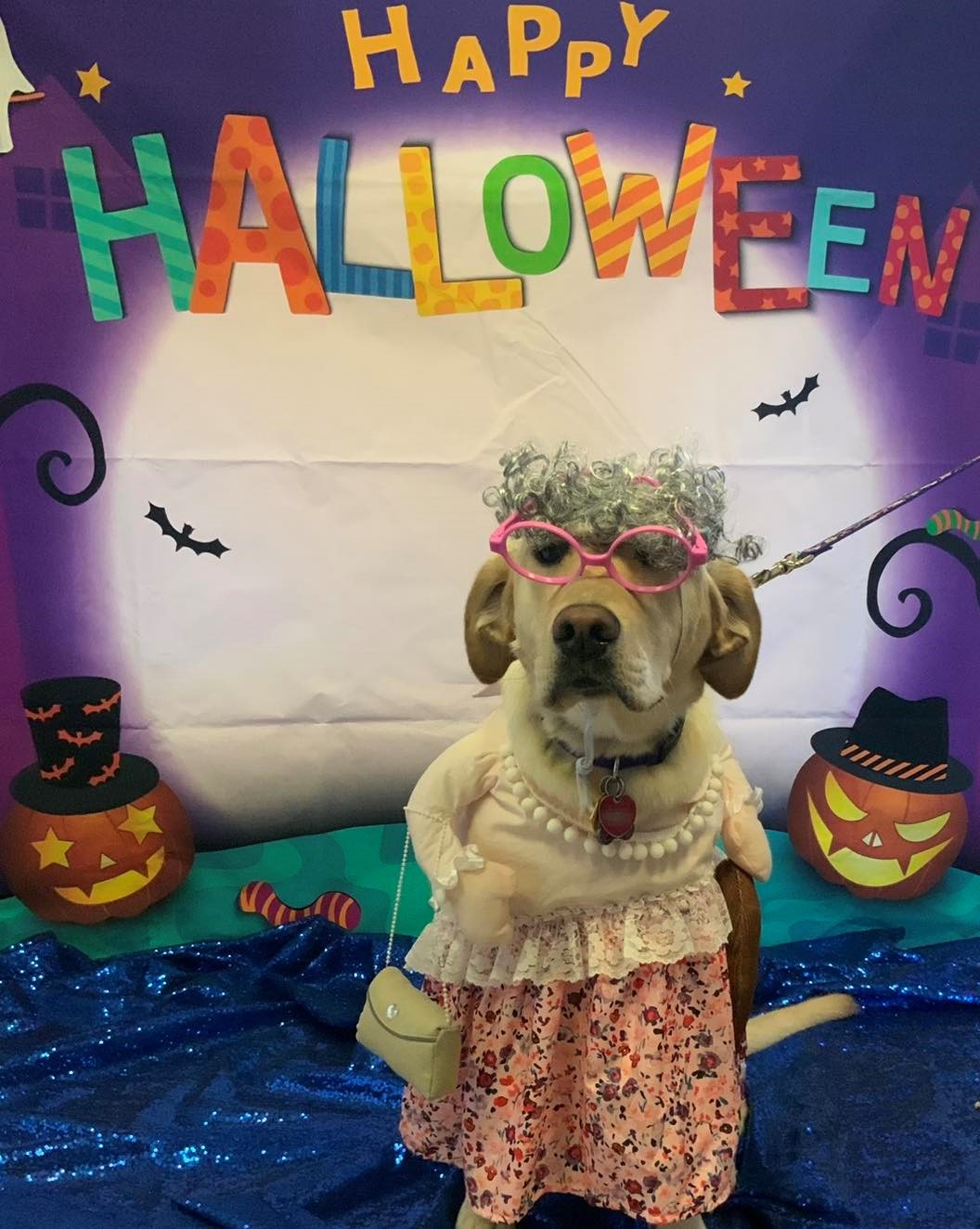Yellow lab in old woman costume at Wiggles Pet Resort