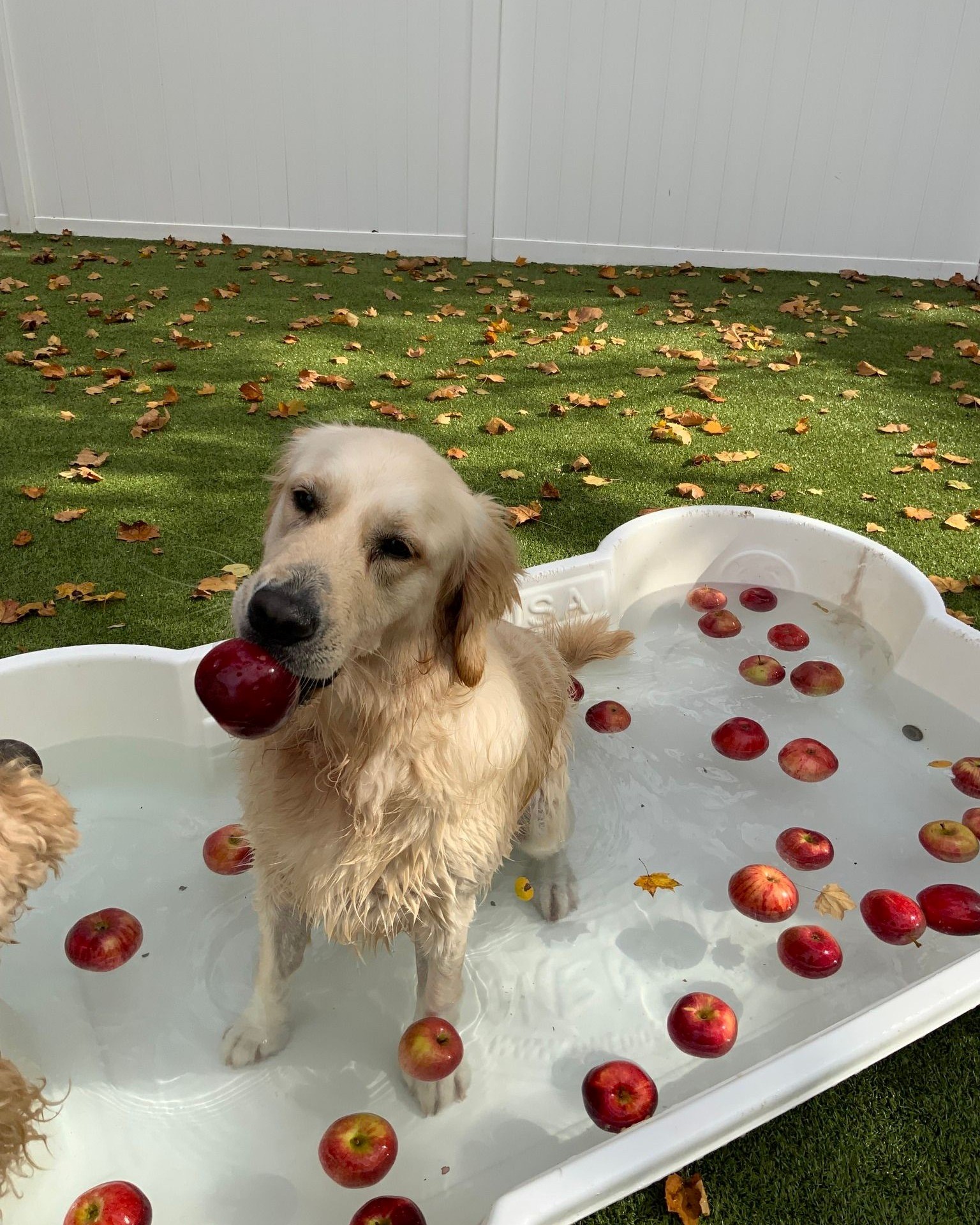 Yellow lab holding apple in mouth after apple bobbing in pool at Wiggles Pet Resort