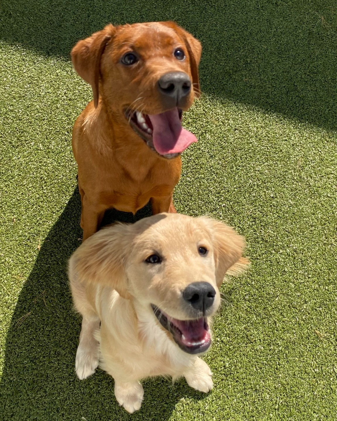 Two happy retrievers sitting in grass at Wiggles Pet Resort